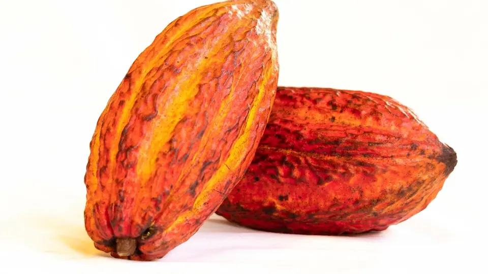 Cacaovruchten en cacaobonen, het begin van elke chocolade